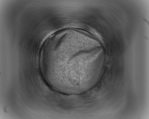 X0000096440012200801311439