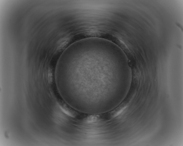 X0000096440080200801311438