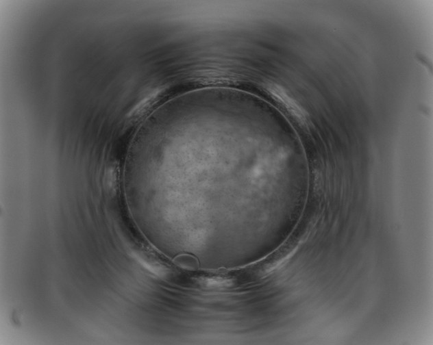 X0000096440165200801311436