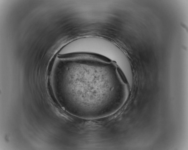 X0000096440290200801311435