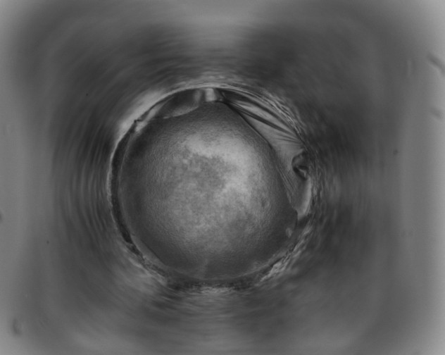 X0000096440292200801311435