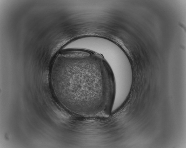 X0000096440299200801311434