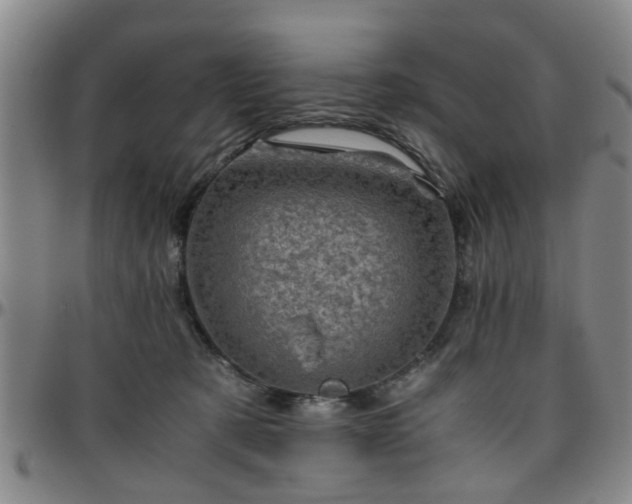 X0000096440321200801311434