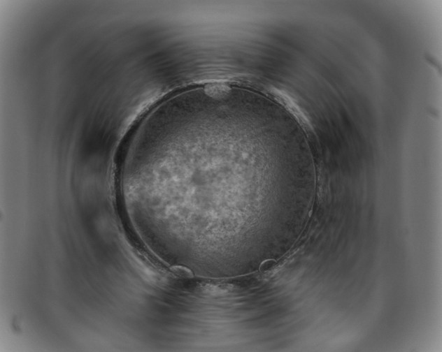 X0000096440346200801311433