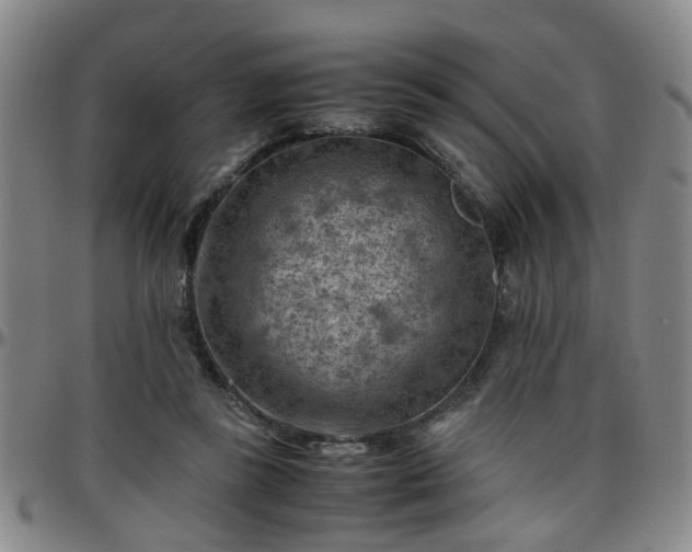 X0000096440355200801311434