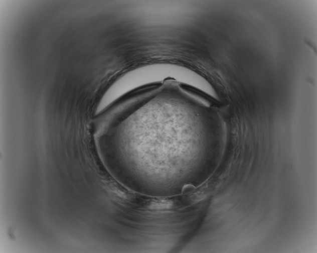 X0000096440369200801311434