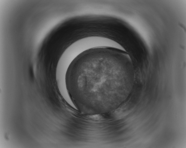 X0000096440431200801311432