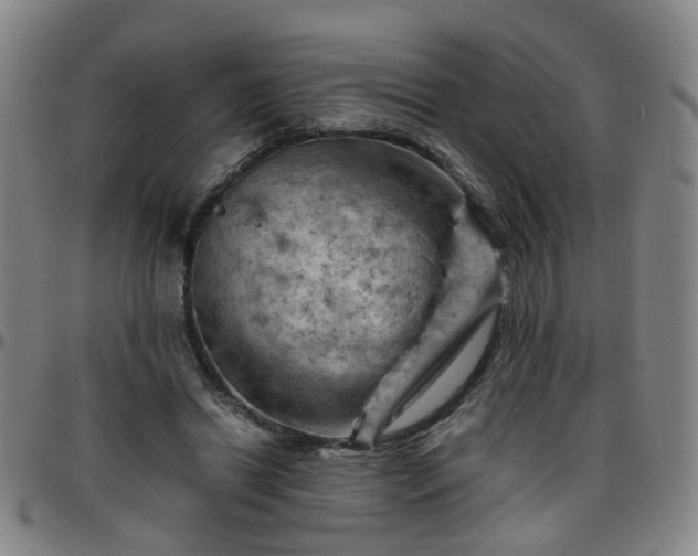 X0000096440446200801311432