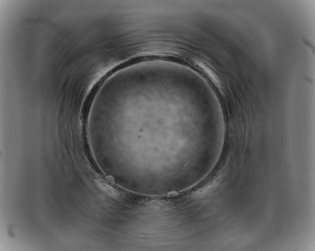 X0000096440779200801311428