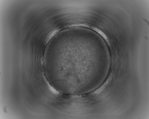 X0000096440809200801311427