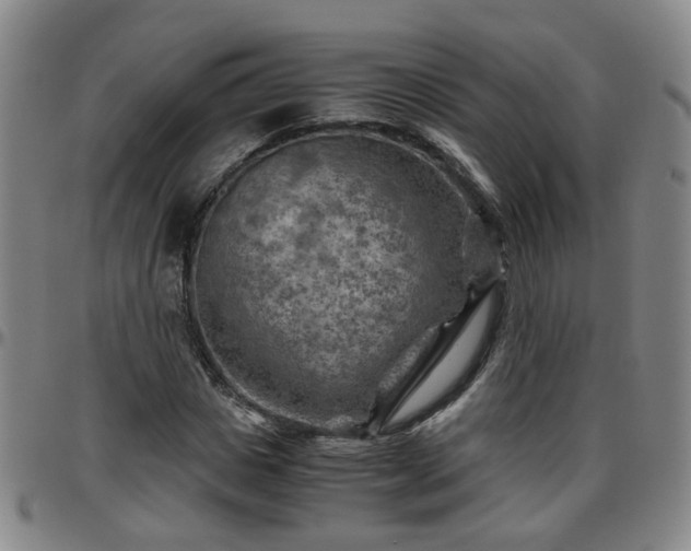 X0000096440825200801311427