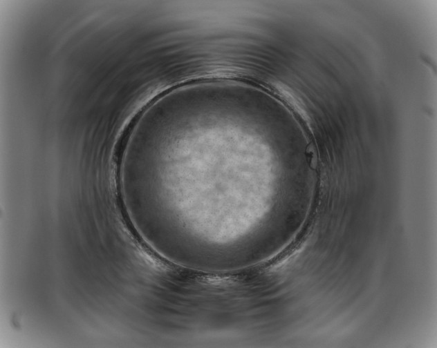 X0000096440835200801311427