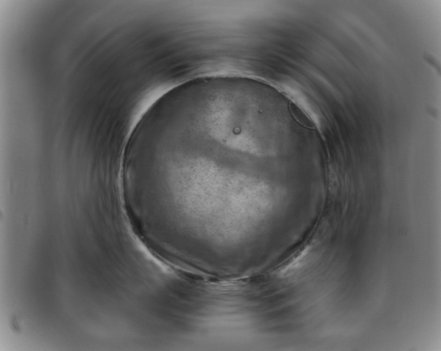 X0000096440863200801311427