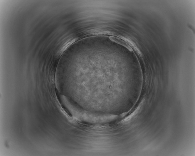 X0000096440897200801311426