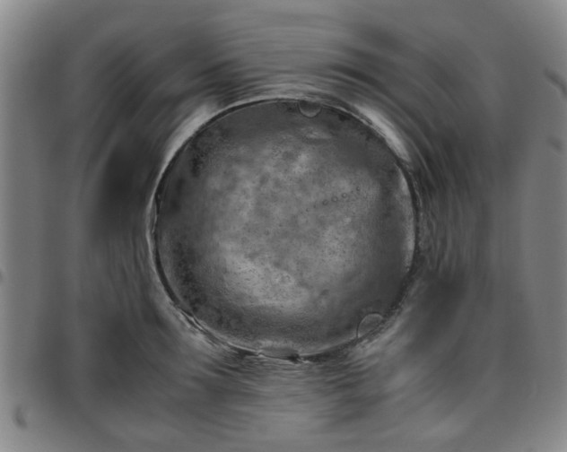 X0000096440899200801311426