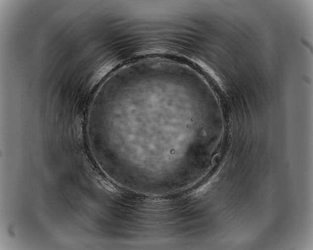 X0000096440921200801311425