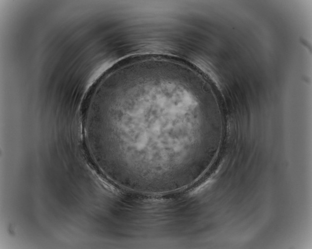 X0000096440925200801311425