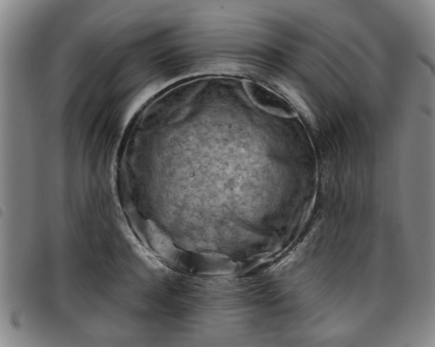 X0000096440944200801311426