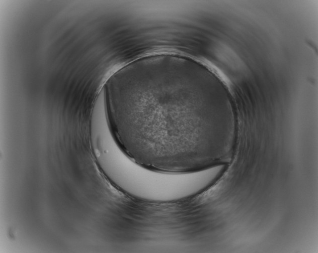 X0000096440953200801311426