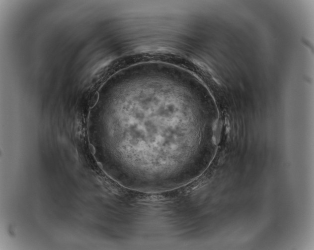 X0000096440966200801311425