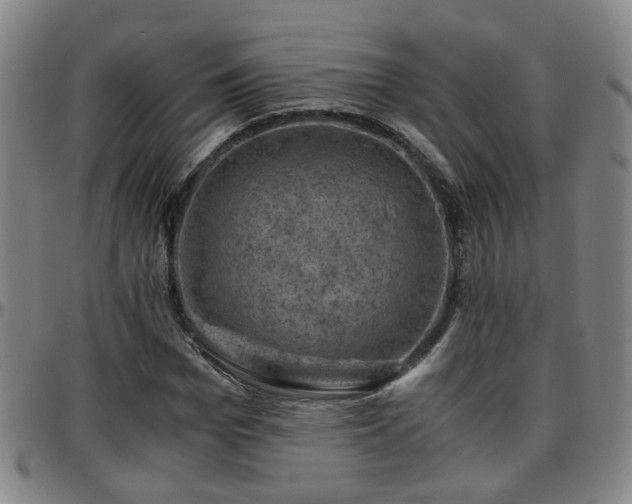 X0000096440969200801311425