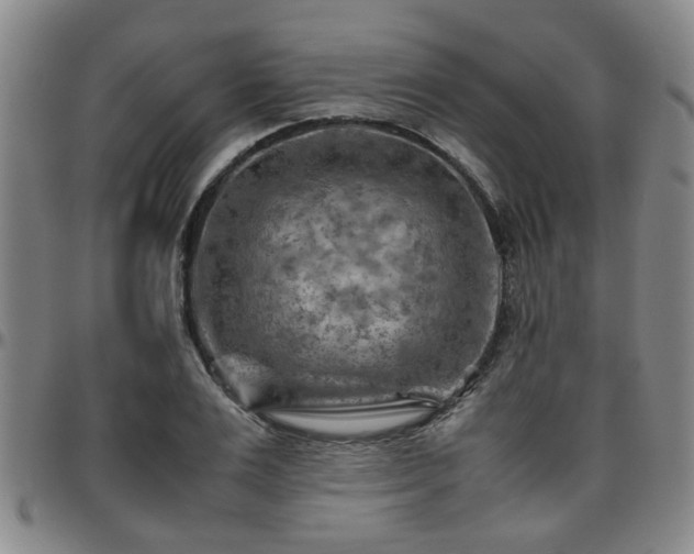 X0000096440983200801311425