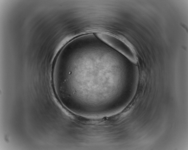 X0000096441005200801311424