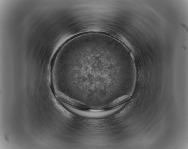 X0000096441132200801311423