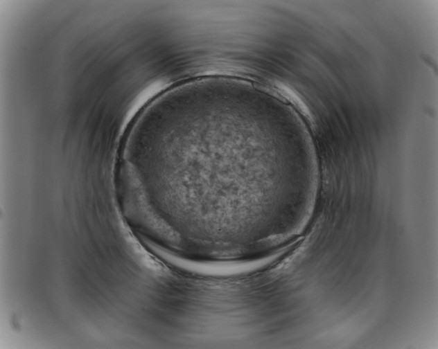 X0000096441138200801311423