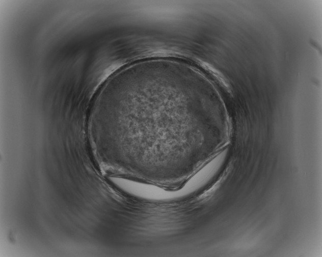 X0000096441170200801311422