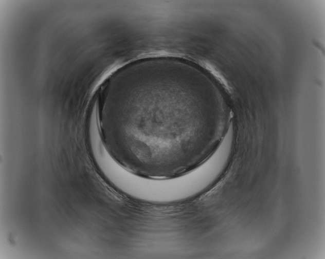 X0000096441173200801311422