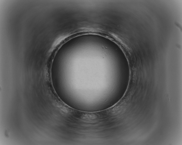 X0000096441215200801311421