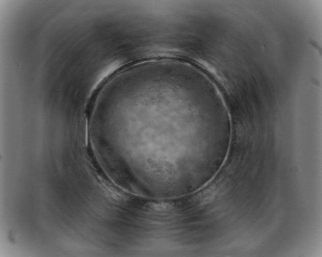 X0000096441219200801311421