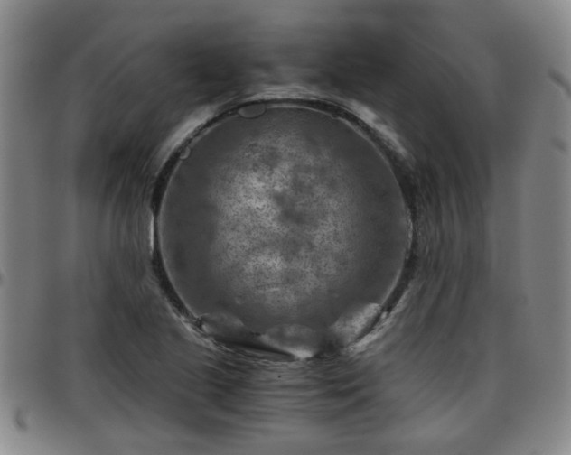 X0000096441221200801311421