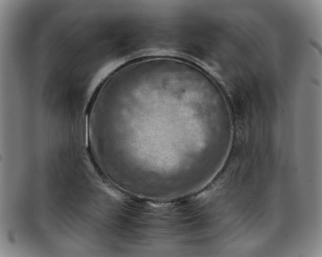 X0000096441223200801311421