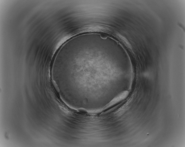 X0000096441226200801311422