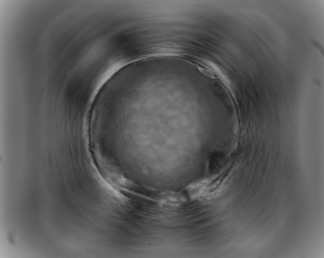 X0000096441243200801311422