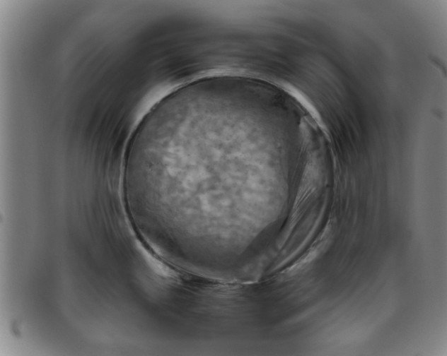 X0000096441245200801311422