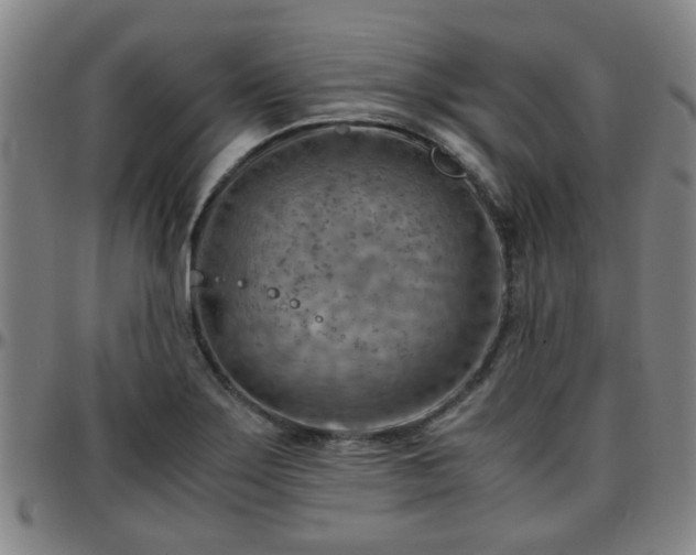 X0000096441275200801311421