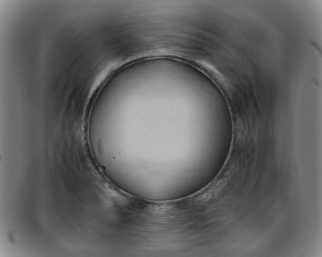 X0000096441278200801311421