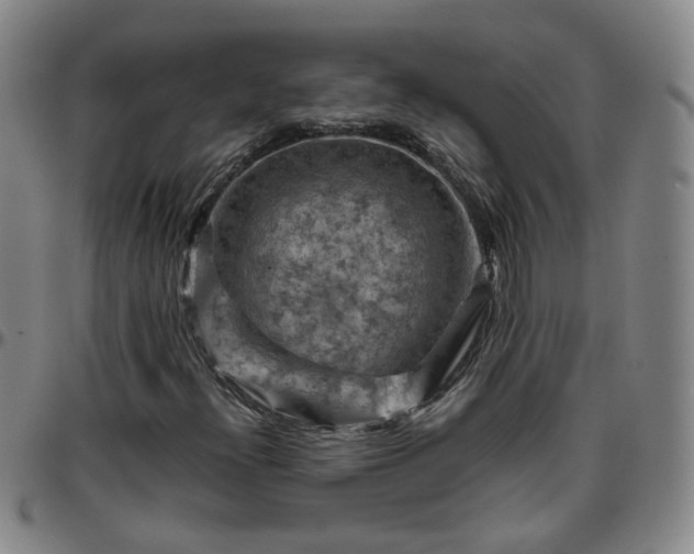 X0000096441300200801311420
