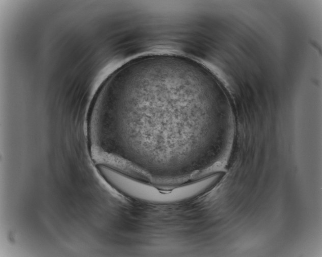 X0000096441335200801311420