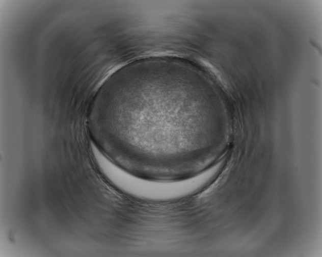 X0000096441361200801311420