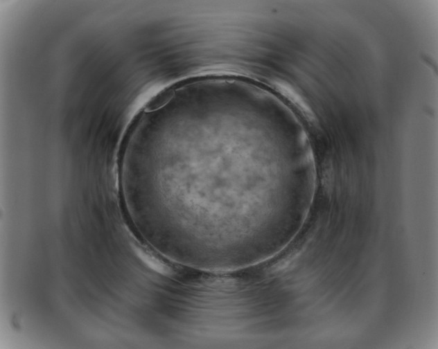 X0000096441372200801311419
