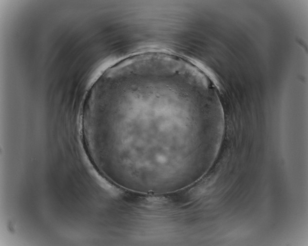 X0000096441383200801311419