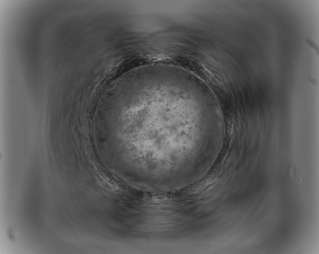 X0000096441393200801311419