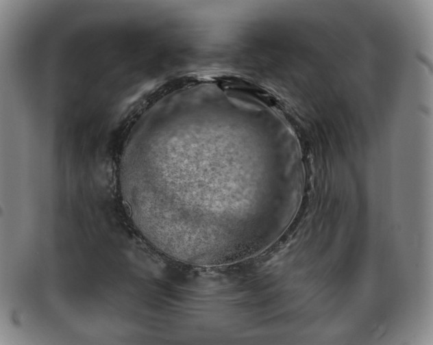 X0000096441398200801311419