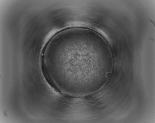X0000096441472200801311418
