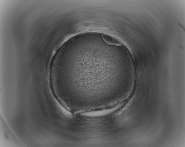 X0000096441525200801311418