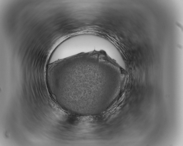 X0000096440100200802071757